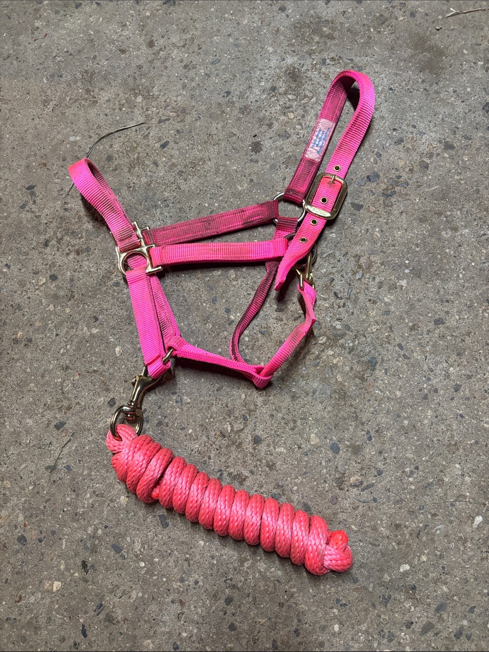 Hot Pink Nylon Horse Halter and Lead Rope